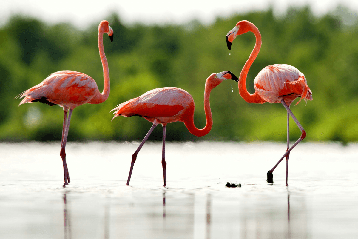 Tras la pista de flamencos, cigüeñas y águilas – Parque Nacional de Doñana
