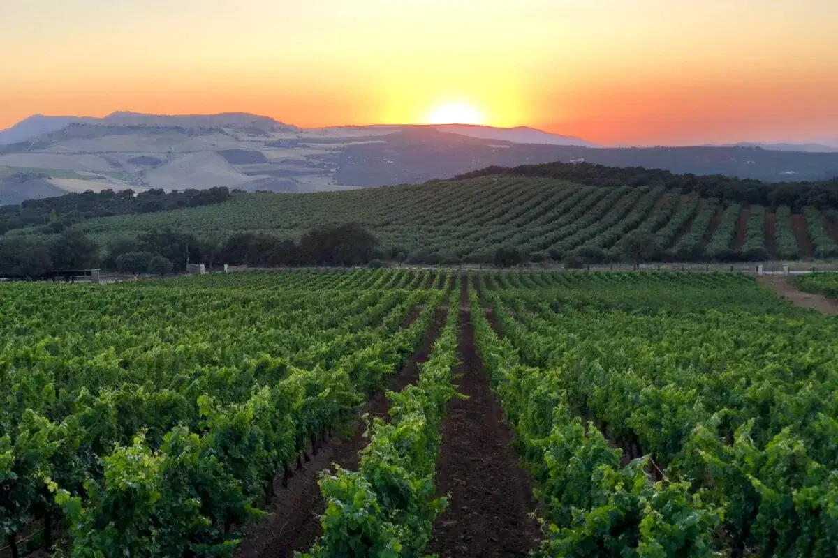 Descubrir las verdaderas joyas del vino en Málaga
