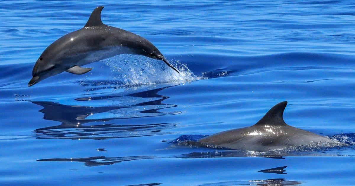 Delfines y ballenas en las costas de la Costa del Sol: ¿dónde se pueden ver en su hábitat natural?